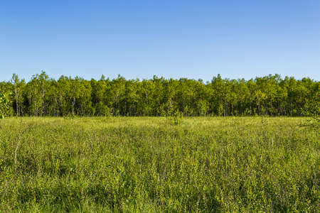 landscape, swamp "Clean", Kostroma region, Russia. The place of Ivan Susanin's feat in 1613.の写真素材