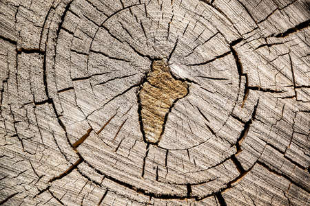 the texture of an old sawn treeの写真素材