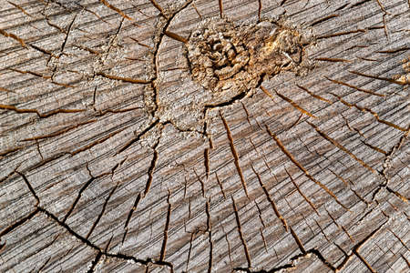 the texture of an old sawn tree