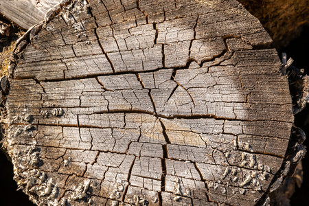 the texture of an old sawn treeの写真素材