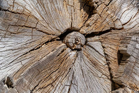 the texture of an old sawn tree