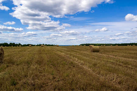 field with straw bales, harvest time