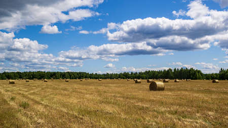 field with straw bales, harvest timeの写真素材