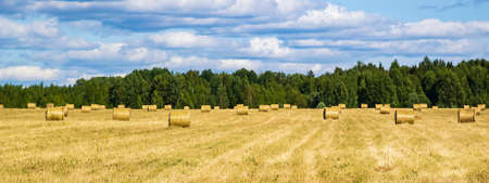 field with straw bales, harvest timeの写真素材