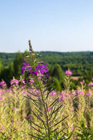 Broad-leaved ivan tea, a flower on a landscape backgroundの写真素材