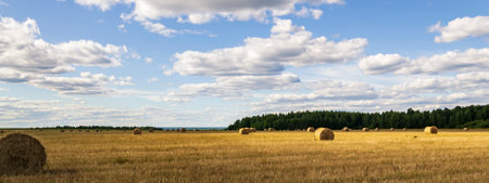 field with straw bales, harvest timeの写真素材