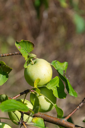 green apples on the branches of a wild apple treeの写真素材