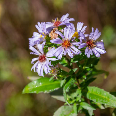 a small purple flower in the wildの写真素材