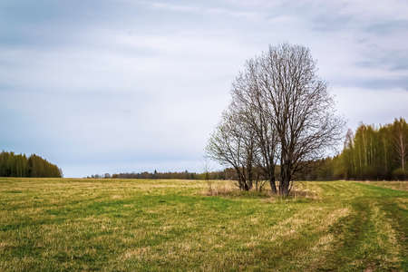 landscape green field, horizon lineの写真素材