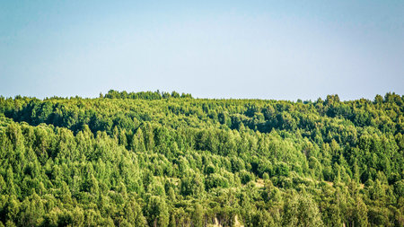 summer green landscape on a hot July dayの写真素材
