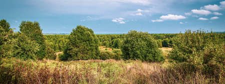 wild forest summer landscape on a sunny dayの写真素材
