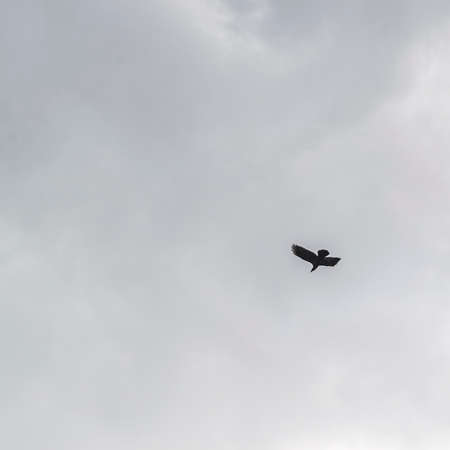 a black raven flying in the morning skyの写真素材