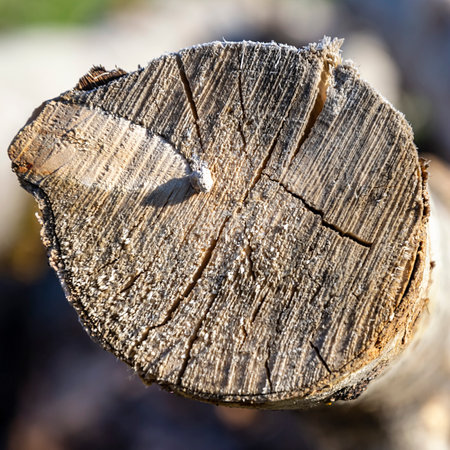 round cut of an old treeの写真素材