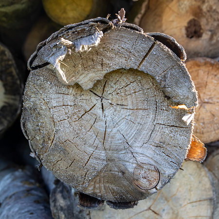 round cut of an old treeの写真素材