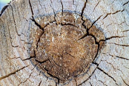 the texture of a sawn old treeの写真素材