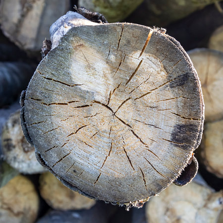 round cut of an old treeの写真素材