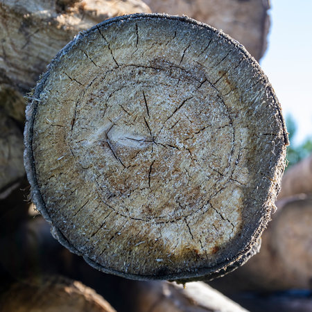 round cut of an old treeの写真素材