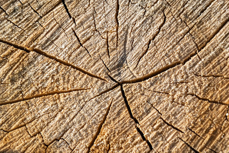 the texture of a sawn old treeの写真素材