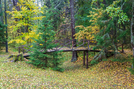 wooden bridge in the autumn forestの写真素材