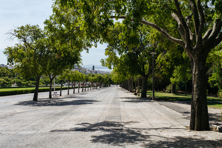 Park alley with trees or Parque Eduardo VII, Lisbon, Portugal.の写真素材