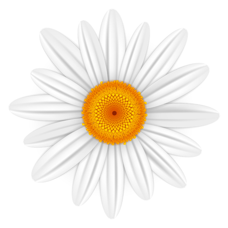 Daisyのイラスト素材