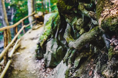 Path through green forest in the mountainsの写真素材
