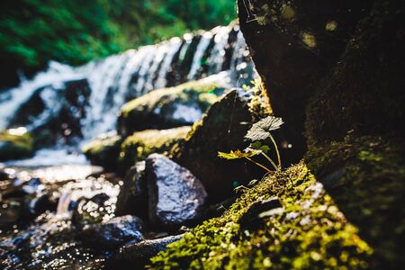 Green leafs with a mountain river on the background in Carpathian