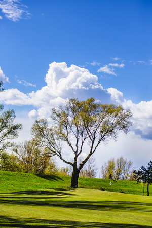 Tree on the beautiful golf course.の写真素材