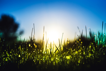 Green grass with dew drops in rain field. Nature fresh outdoor backgroundの写真素材