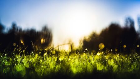 Green grass with dew drops in rain field. Nature fresh outdoor backgroundの写真素材