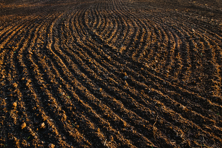Black soil plowed field. Earth texture. Rustic backgroundの写真素材