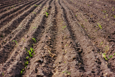 Black soil plowed field. Earth texture. Rustic backgroundの写真素材