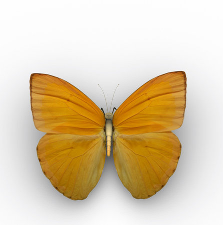 Top view of a butterfly on white background - 3d renderの写真素材