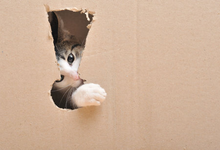 A kitten looking through a hole in cardboard, close upの写真素材