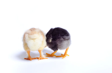 Close up of two newborn chickens on white background