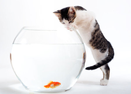 Curious kitten looking at goldfish in fishbowlの写真素材