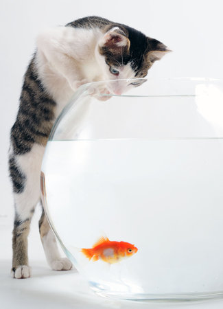 Curious kitten looking at goldfish in fishbowlの写真素材