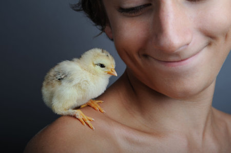 Golden newborn chick standing on boy shoulder, close upの写真素材