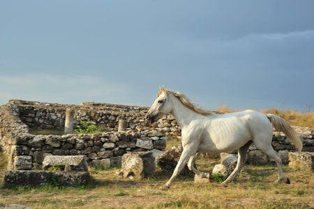 White horse running through a fortress ruinsの写真素材