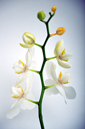 Close up of white orchid - studio shotの写真素材
