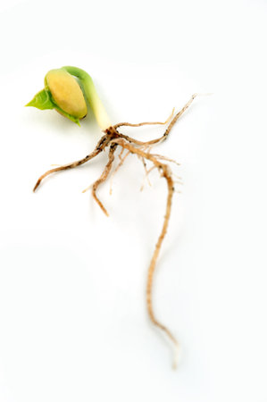 Bud of bean plant with root on whiteの写真素材