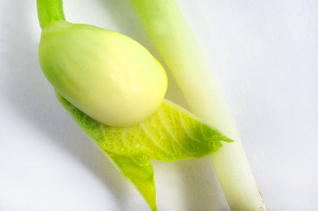 Close up of green bud on white backgroundの写真素材