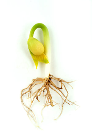 Bud of bean plant with root on whiteの写真素材