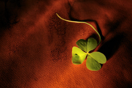 Close up of clover plant on brown background