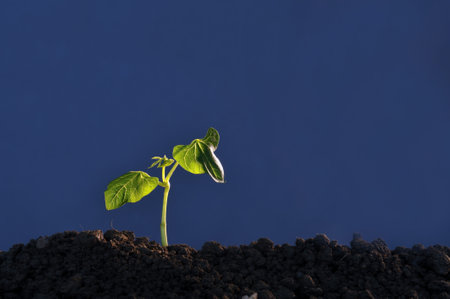 Close up of bud seedling in earth on blue backgroundの写真素材