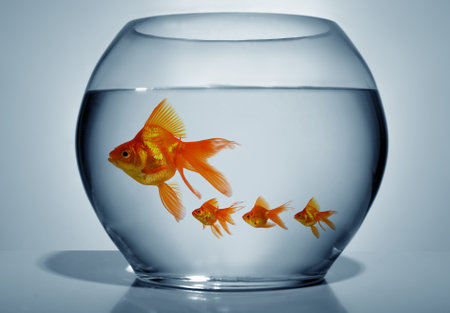 Close up of goldfish in bowl on blue backgroundの写真素材