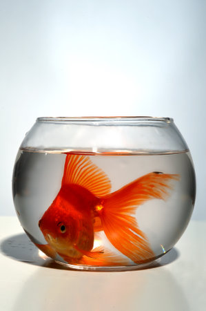 A goldfish cramped in a small bowl, close upの写真素材
