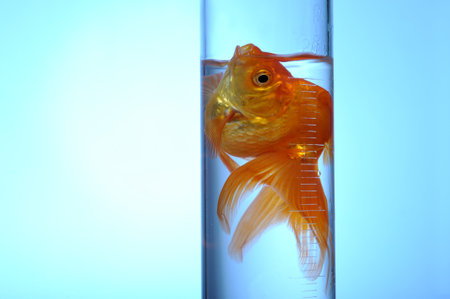 Goldfish swimming in a test tube on blue backgroundの写真素材