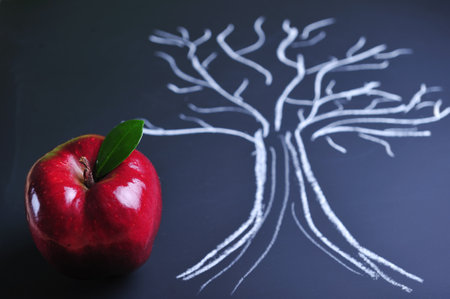 Blackboard with red apple and drawing of treeの写真素材