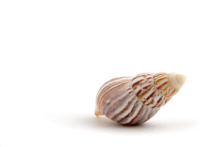 Close up of sea shell on white backgroundの写真素材
